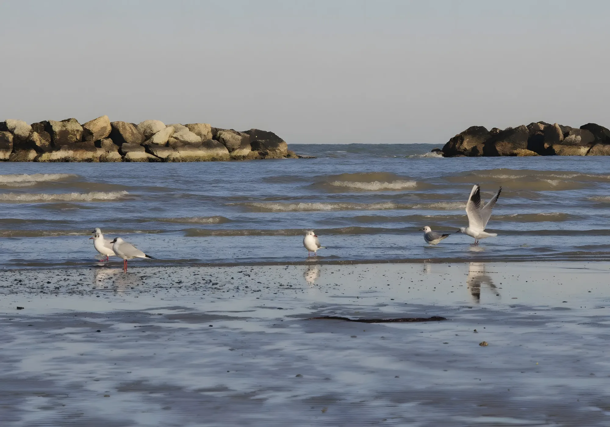 Gabbiani sulla battigia dell’Adriatico con la bassa marea, davanti alle scogliere